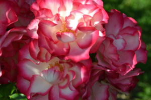 Norwich Rose Garden